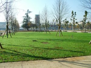 torino_smart_tree_smart_city