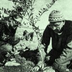 Sulla violenza sionista e la raccolta delle olive in West bank Sulla violenza sionista e la raccolta delle olive in West bank