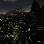 Blackout come occasione? episode artwork